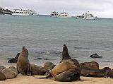 Galapagos 2-2-03 Santa Fe Sea Lions On Beach